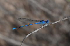 Argia funebris