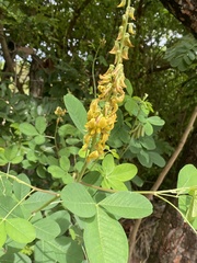 Crotalaria pallida