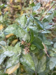 Neoerysiphe galeopsidis