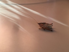 Agraecia agraecioides