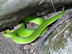 Trimeresurus stejnegeri