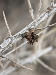 Halodiplosis sarcobati