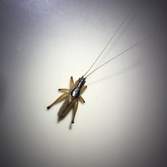 Agraecia agraecioides