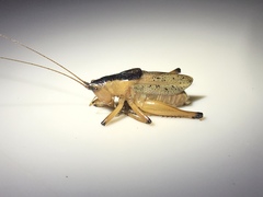 Agraecia agraecioides