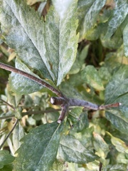 Neoerysiphe galeopsidis