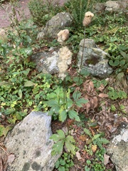 Anemone virginiana
