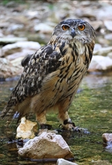Bubo