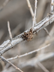 Halodiplosis sarcobati