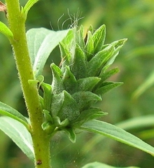 Procecidochares atra