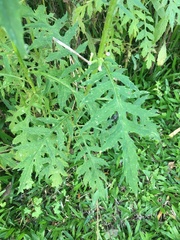 Erechtites valerianifolius