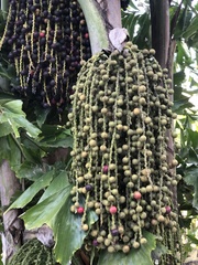 Caryota