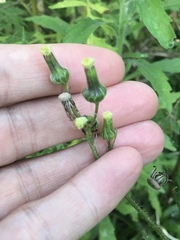 Erechtites hieraciifolius