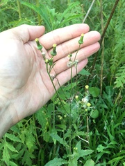 Erechtites hieraciifolius