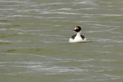 Podiceps gallardoi