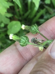 Erechtites hieraciifolius
