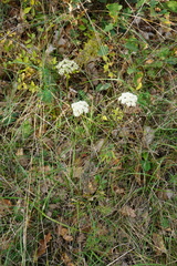 Seseli annuum