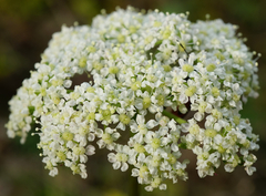 Seseli annuum