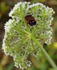 Seseli annuum