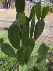 Opuntia cacanapa