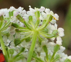 Seseli annuum