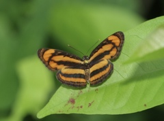 Pantoporia paraka