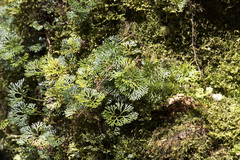 Elaphoglossum
