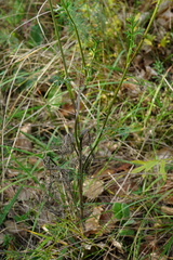 Seseli annuum
