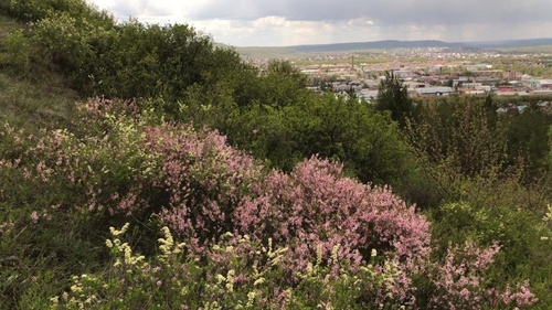 Dwarf Russian Almond