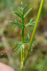 Seseli annuum