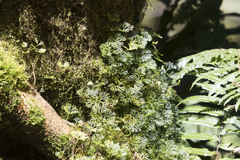 Elaphoglossum