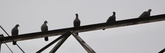 Columba guinea