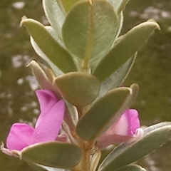 Podalyria hirsuta