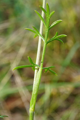 Seseli annuum