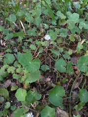Hydrocotyle leucocephala