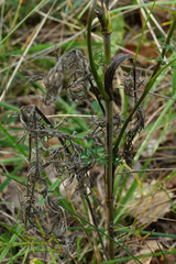 Seseli annuum