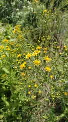 Senecio brasiliensis