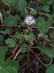 Hydrocotyle leucocephala