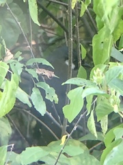 Pterorhinus chinensis