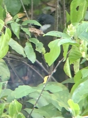 Pterorhinus chinensis