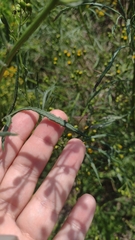 Senecio brasiliensis