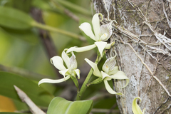 Prosthechea