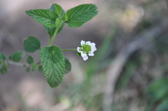Lantana grisebachii