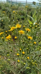 Senecio brasiliensis