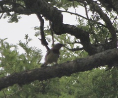 Cinnyricinclus leucogaster