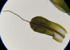 Syntrichia montana