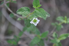 Lantana grisebachii