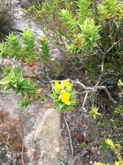 Aspalathus cordata