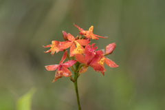 Epidendrum radicans
