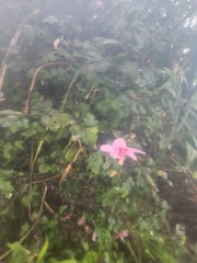 Urena procumbens