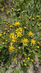 Senecio brasiliensis